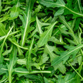 Arugula Seeds