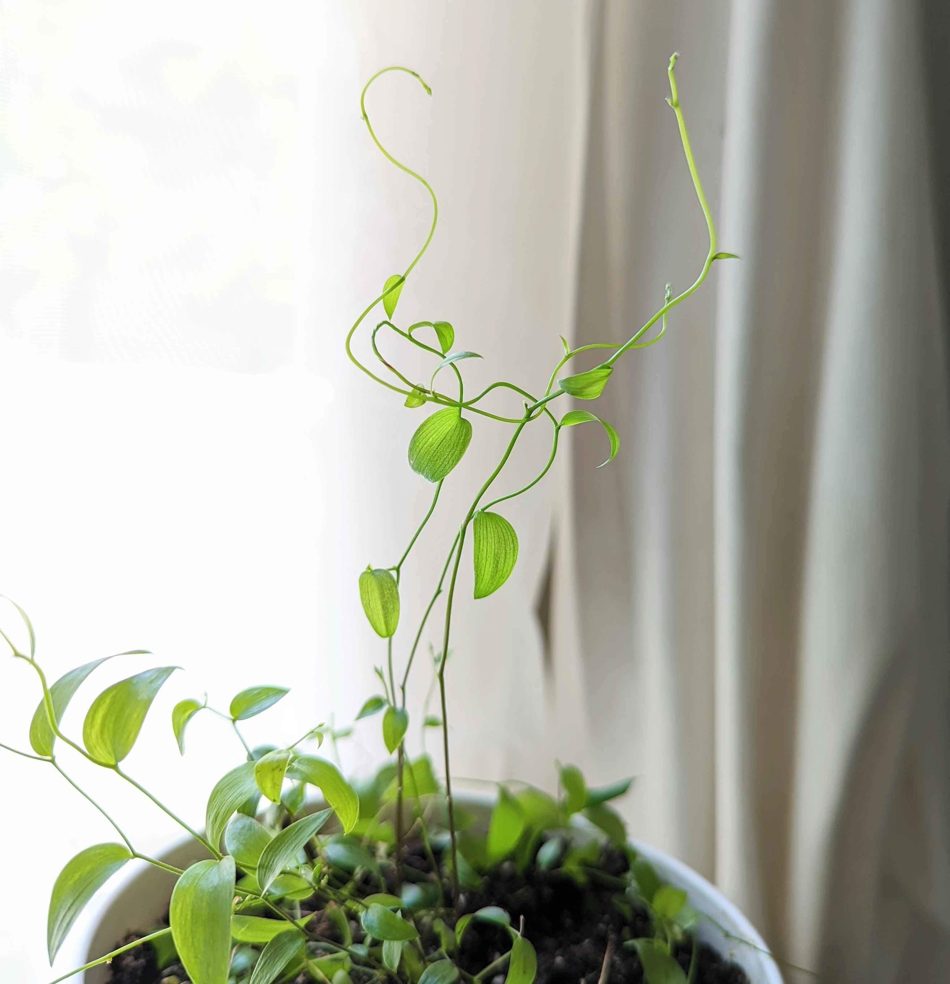 Asparagus Asparagoides Smilax 'Bridal Creeper' Seeds