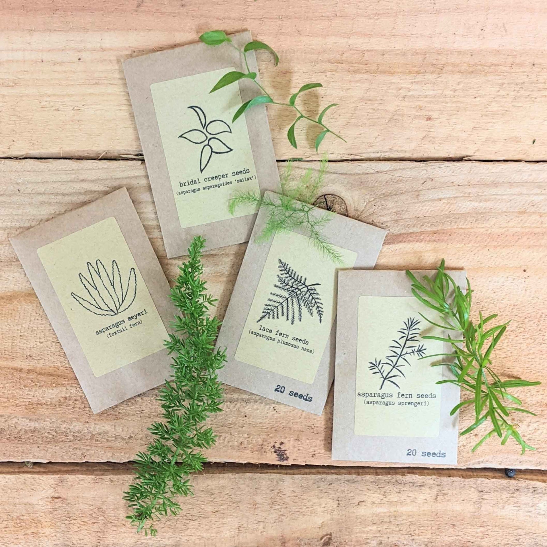 fern plant seeds Asparagus Fern" Houseplant Seed Collection – Nate's Garden Supply