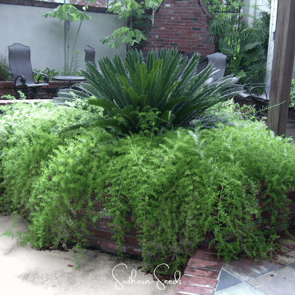 Sprengeri Asparagus Fern – 15 Seeds