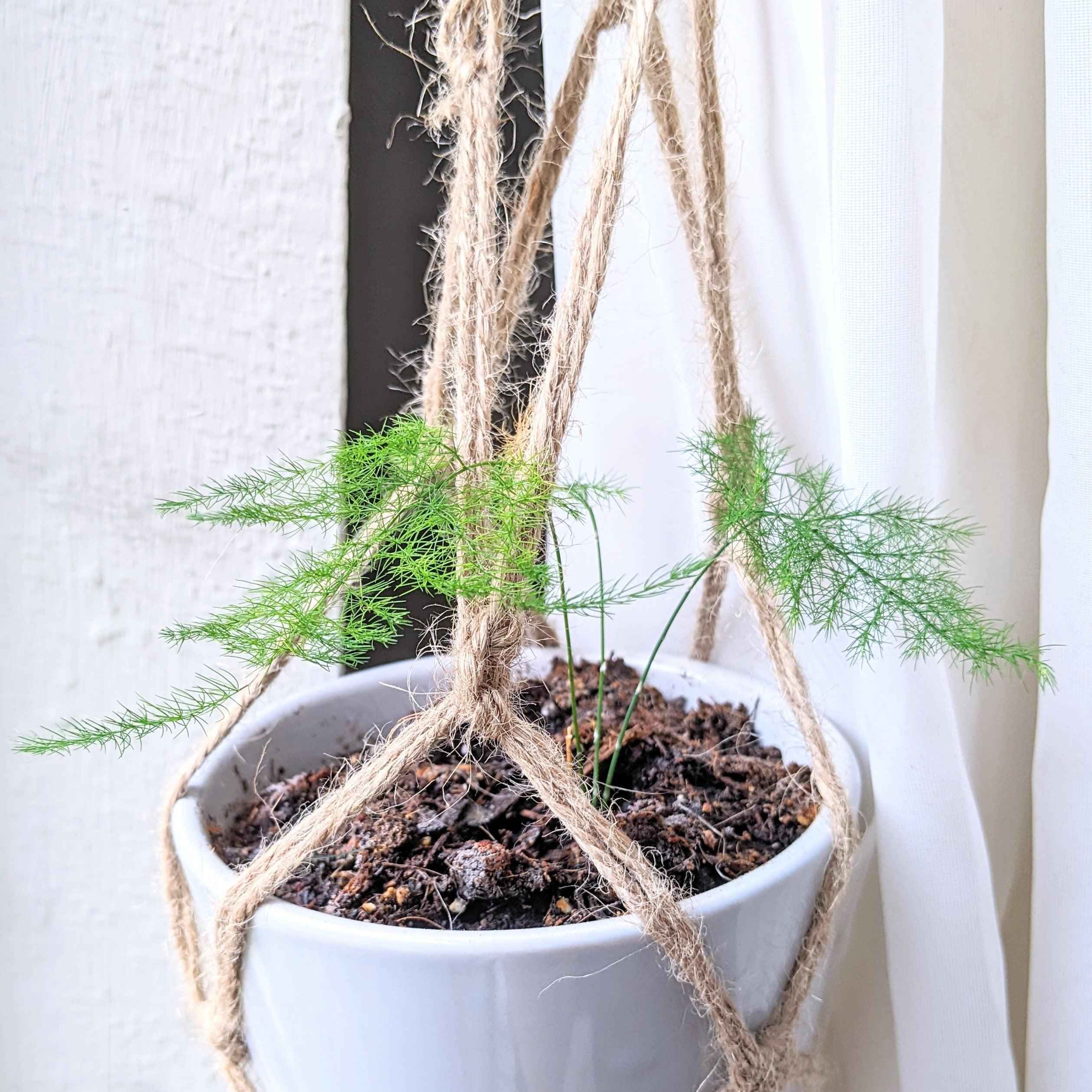 Asparagus Plumosus Nana 'Lace Fern' Seeds