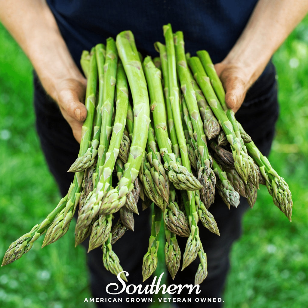 UC157 F2 Asparagus – 50 Seeds
