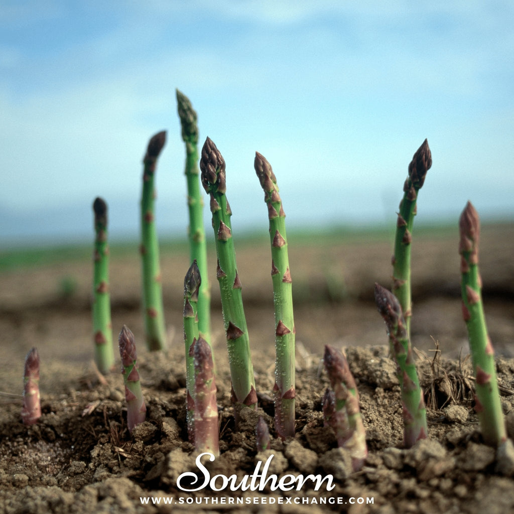 UC72 Asparagus – 50 Seeds