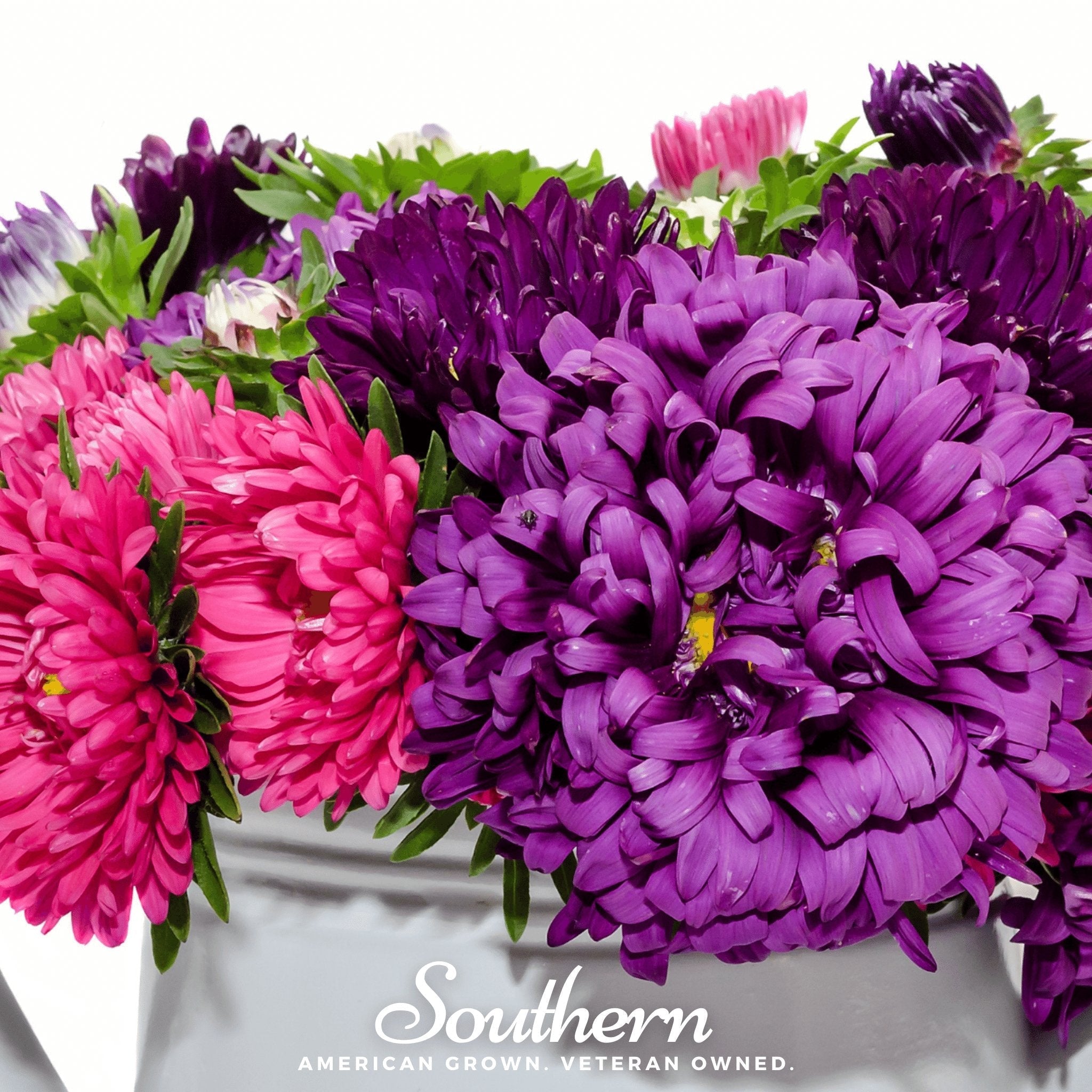 Crego Giant Aster Mix – 50 Seeds