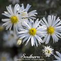 Heath White Aster Seeds - 50 Heirloom, Perennial, Wildflower, Aster ericoides, Butterfly & Pollinator Friendly