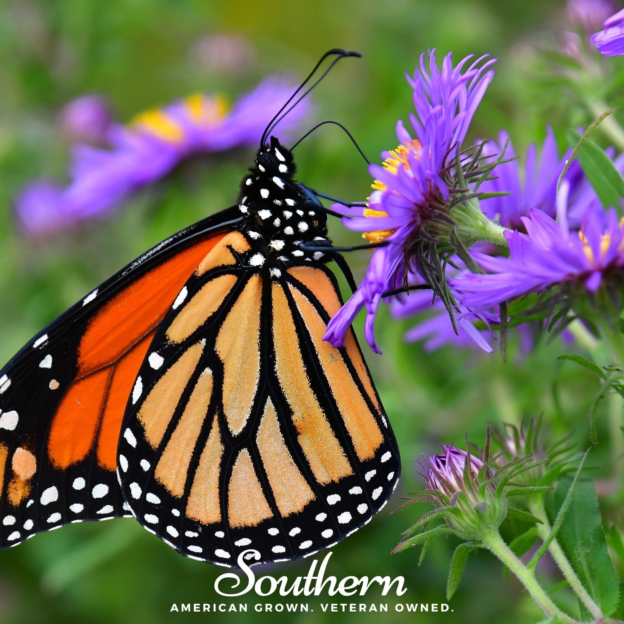 New England Aster – 200 Seeds