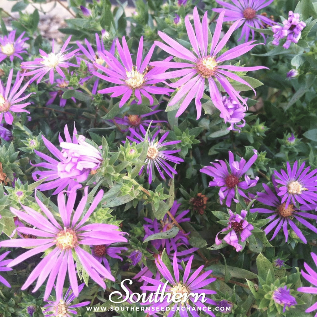 Silky Aster – 25 Seeds