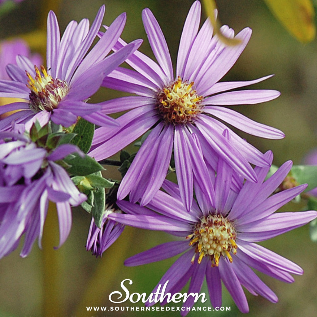 Silky Aster – 25 Seeds