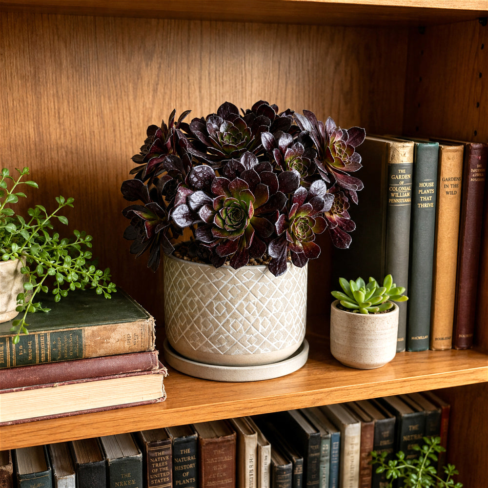 Aeonium Arboreum 'Black Rose' ~4"-5" Multi-stemmed Clustered - Rare Succulent Live Plant - Dark Rosettes Mature Bouquet Structure