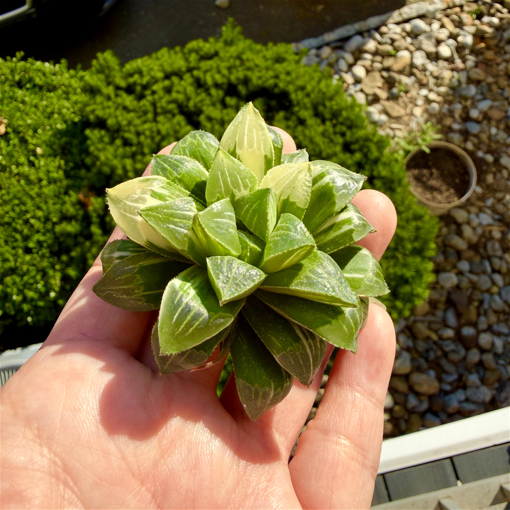 Haworthia 'Heidelbergensis' ~3" Diameter Preferred Succulent Live Plant