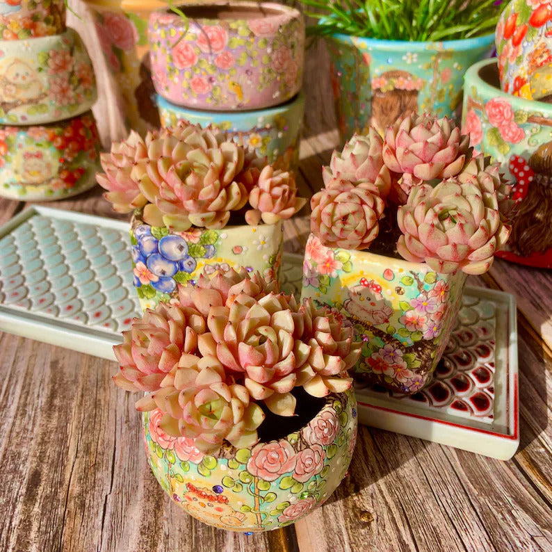 [Mother's Day Gift] Beautiful Hardiness Succulent - Echeveria 'Ben Badis' - Multiple  Rosettes Approx. 3–3.5 inches Across