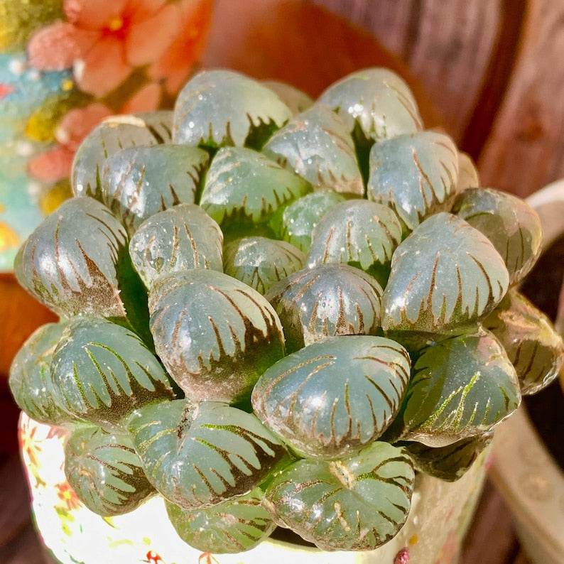 [Mother's Day Gift] Unique Ice-covered Texture Fleshy Plant - Haworthia Cooperi 'Ice Lantern' - Glassy Texture Leaves Live Window Plant