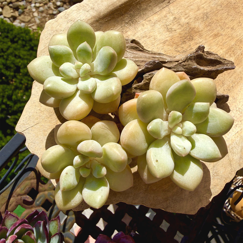Graptoveria 'Bubble Gum' Multi-stemmed Clustered 3"-3.5"