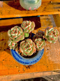 2512-031 Boutique Big Rare Succulents/Sedeveria Vanilla Bis /What You See is What You Get/Bare Root Without Soil Pot/Plants Gifts