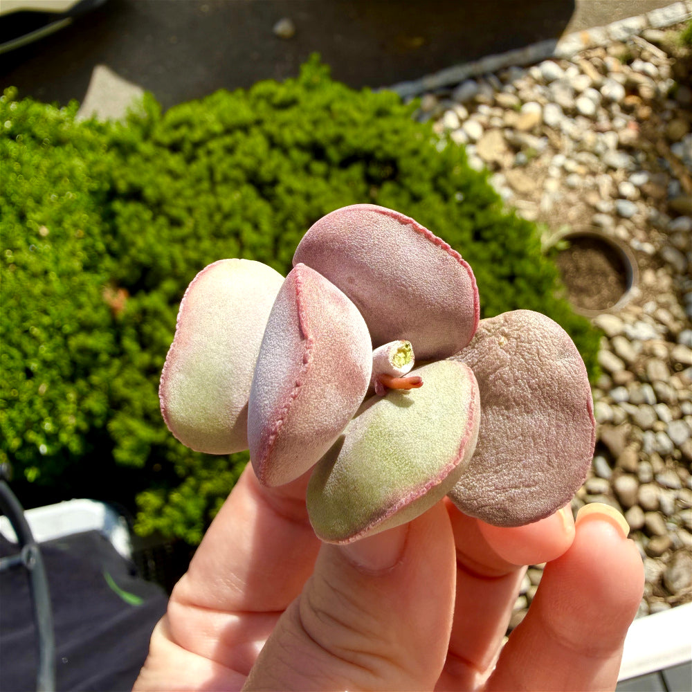 Adromischus Marianiae 'Hallii'