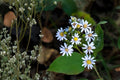 Drummond's Aster Seeds – Native Wildflower – Symphyotrichum drummondii – Late Summer Blooming Perennial