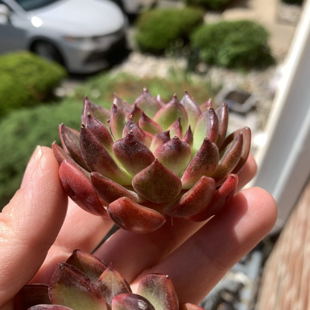 Echeveria ‘SHUTING' - Single Diameter Approx. 2"-2.5"