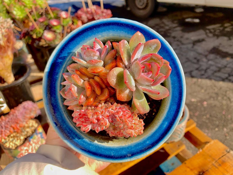 Boutique Echeveria ‘Orange Monroe’ Live Succulent | Rare Character Natural Form Succulent Plant | WYSIWYG | Bare Root Cluster Survive 2512-049