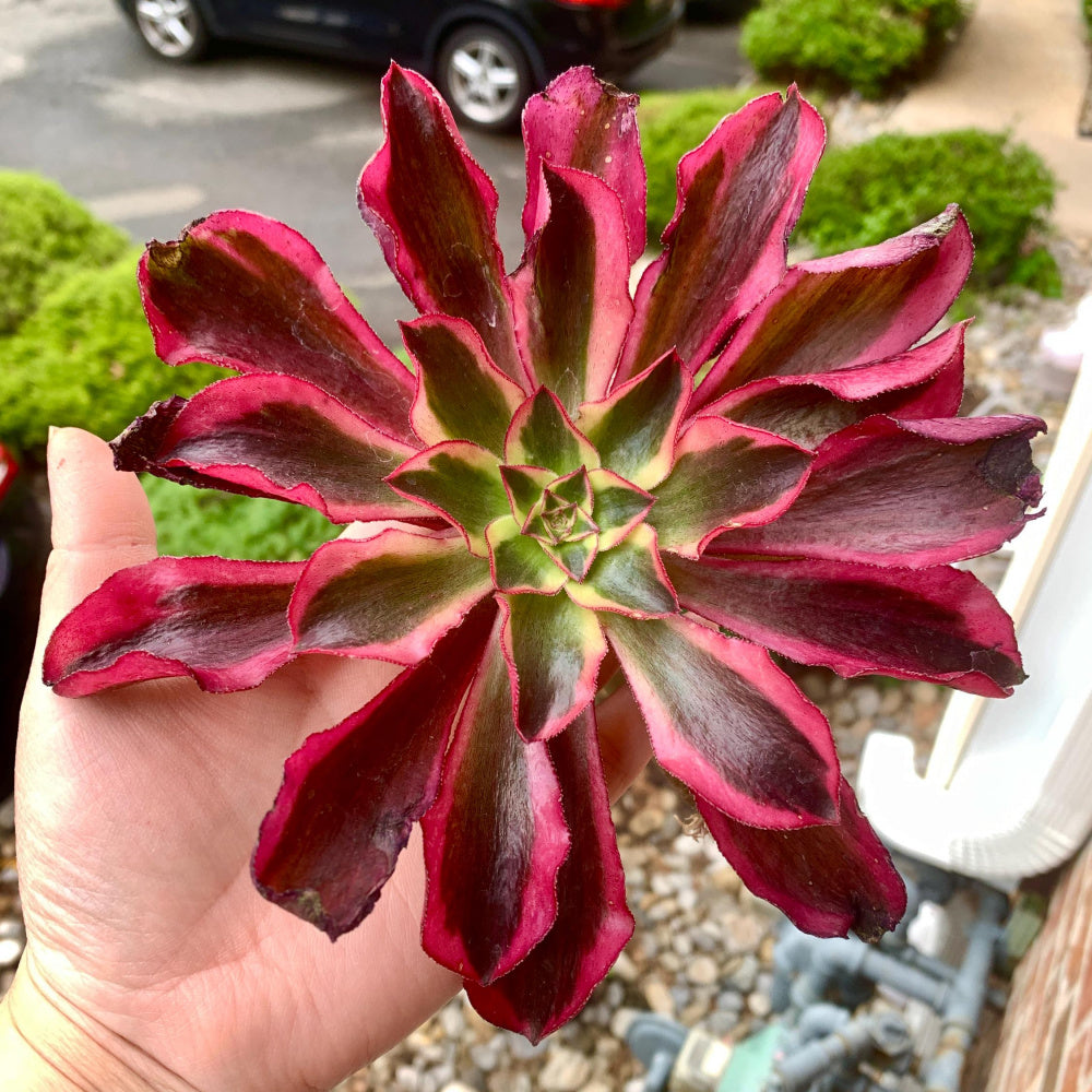 Rare Aeonium 'Phantom' Variegata | 4" Bare Root Succulent | Roots Trimmed & Air Dried | No Pot/Soil | Free Ship 35+ | Live Houseplant