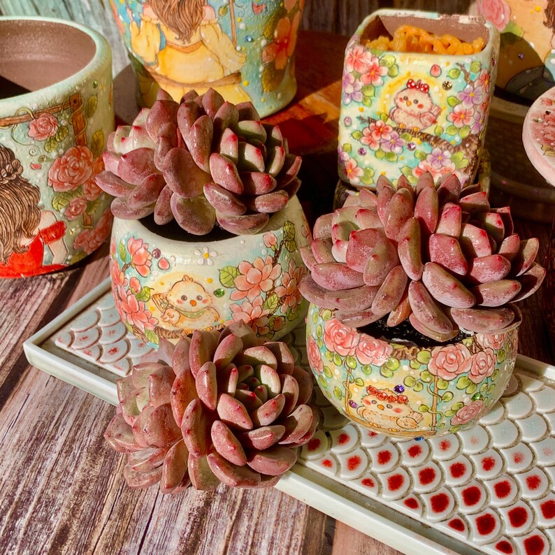Rare Variety Succulent - Echeveria 'Ariel' - Low Maintenance Excellent for Beginners