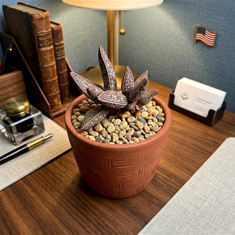 Adromischus Marianae 'Huaji-Lengye' 2"-2.5" Bare Root Live Rare Succulent | Rare Warty Water Drop Plant | Gifts for Succulent Lovers