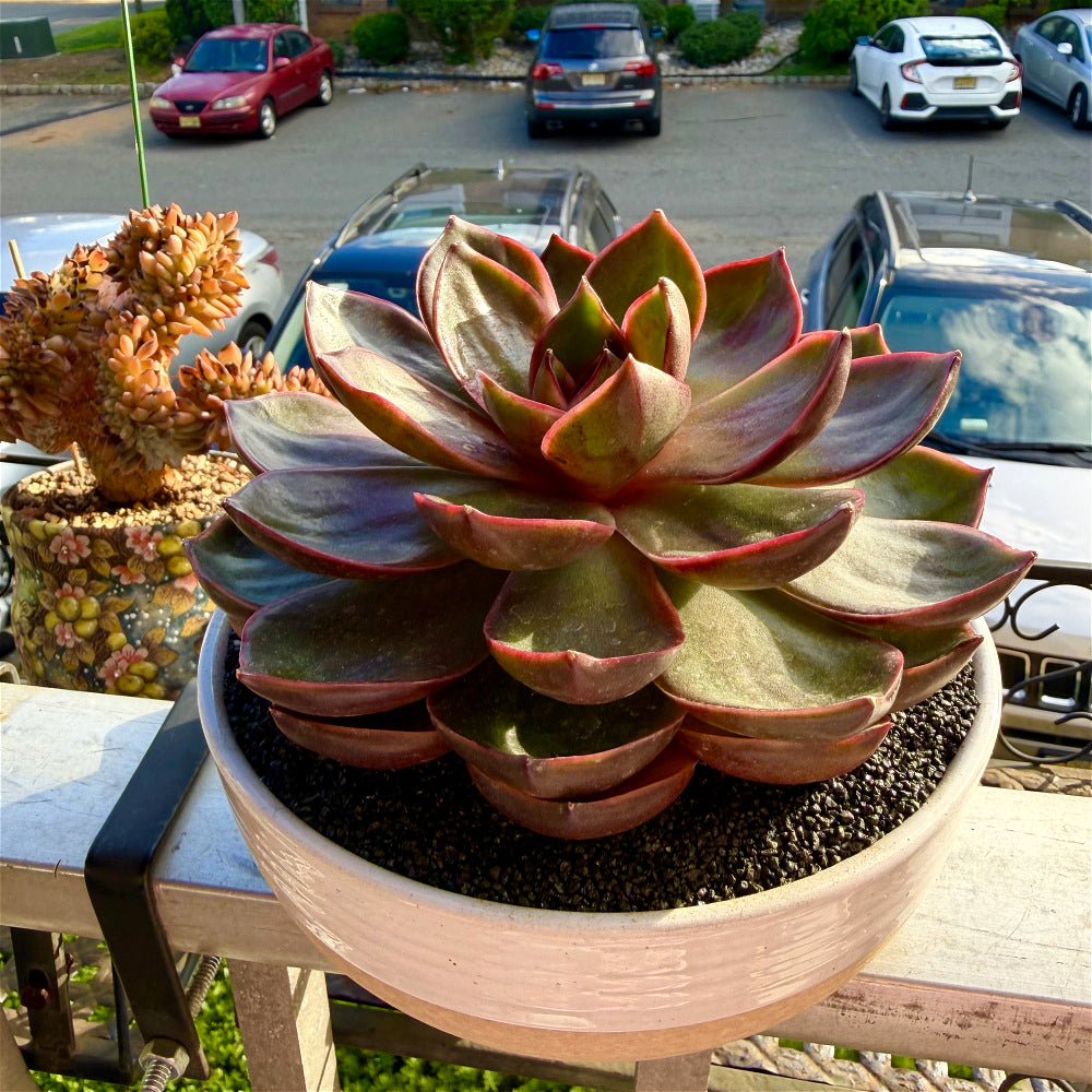 Echeveria 'Red Lantern' ~4"-5" - Boutique Rare Succulent Live Plant
