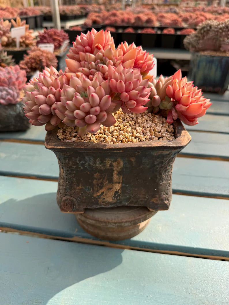 Exact Plant Shown Echeveria 'Yanzi' Rare Live Succulent | 4-Year Grown-up 6.3-inch Big Collector Plant Only One - No. YZ098-0010