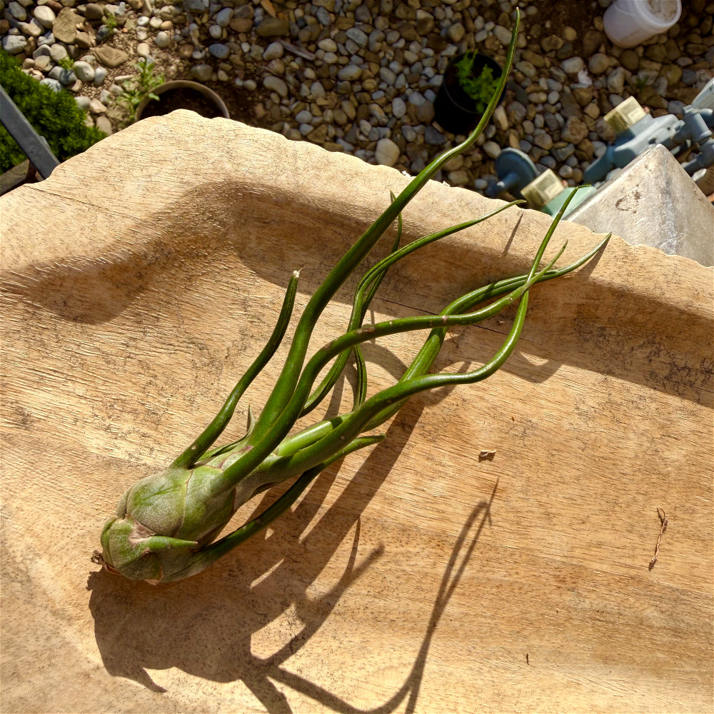 Tillandsia Bulbosa - Optional With Photo Frame