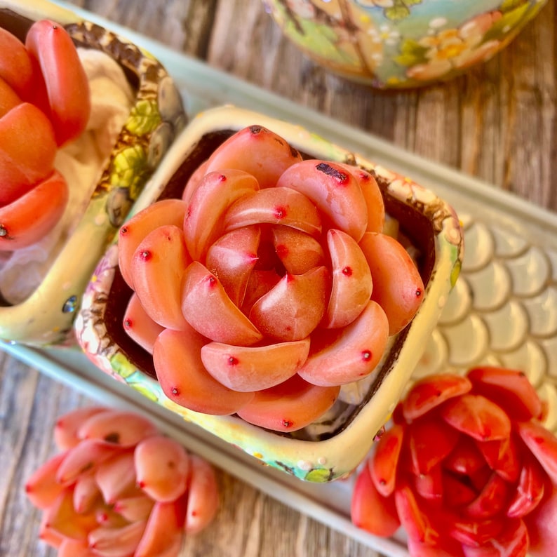 Rare Rosette-forming Succulent - Echeveria 'Champagne' - Highly Valued For Drought-tolerant and Unique Color Transformations