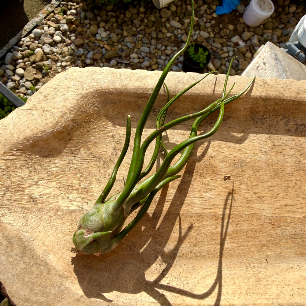 Tillandsia Bulbosa - Optional With Photo Frame