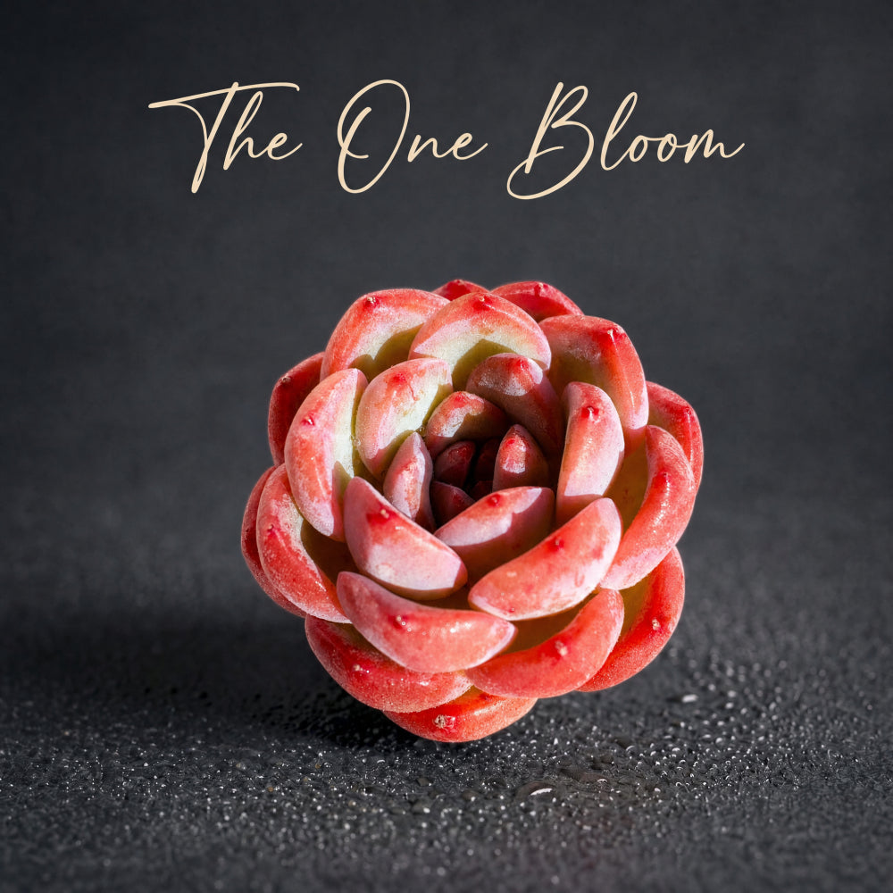 Echeveria 'Strawberry Almond' Succulent - Rare Pink Live Plant