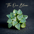 Rare Succulent - Haworthia Emelyae - Easy Maintenance Live Plant for Gifts