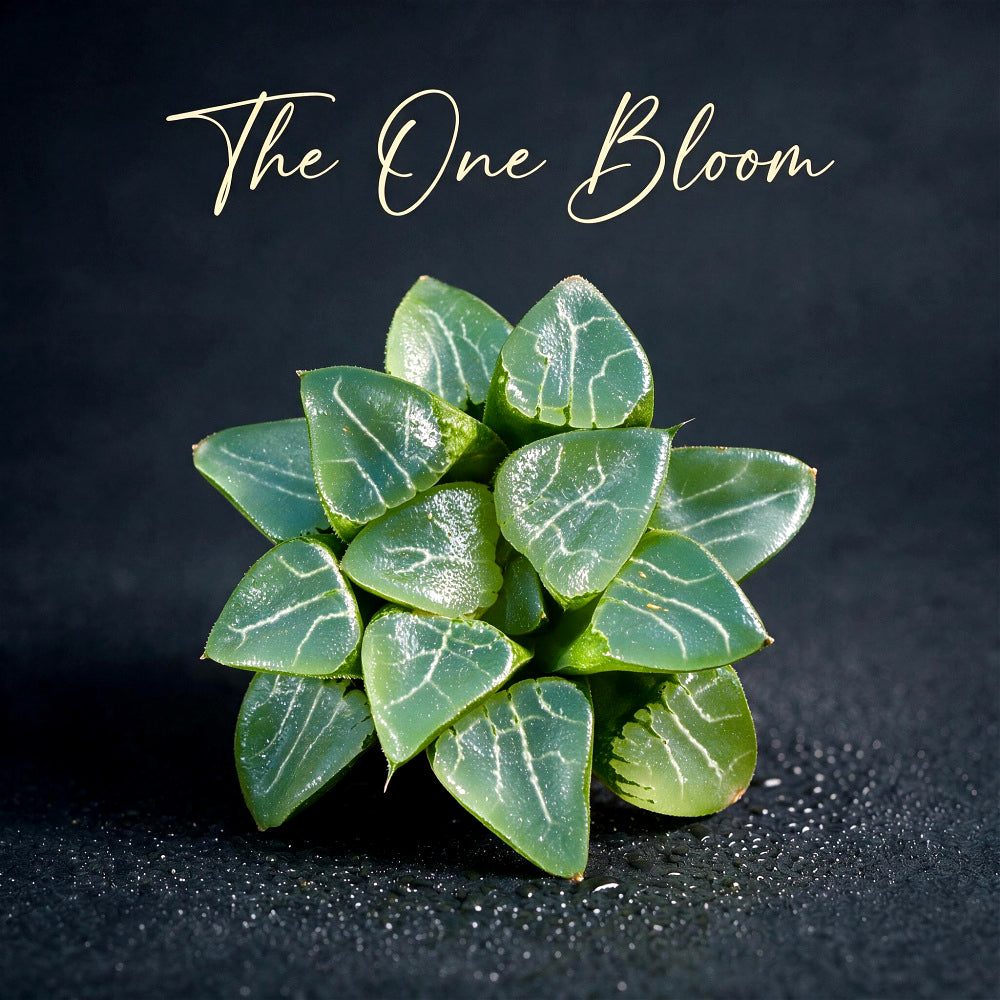 Rare Succulent - Haworthia Emelyae - Easy Maintenance Live Plant for Gifts