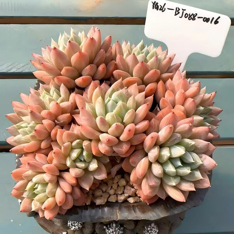 4-year-old Rare Succulent -- Only One Available No.: BJ088-0016 -【Echeveria 'White Mirror'】Large Live  Succulent Exact Plant Shown