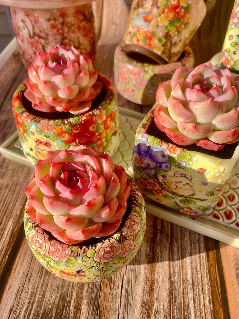Pet-safe Succulent - Echeveria 'Silhouette' - Classic Rose-shaped Rosette Plant