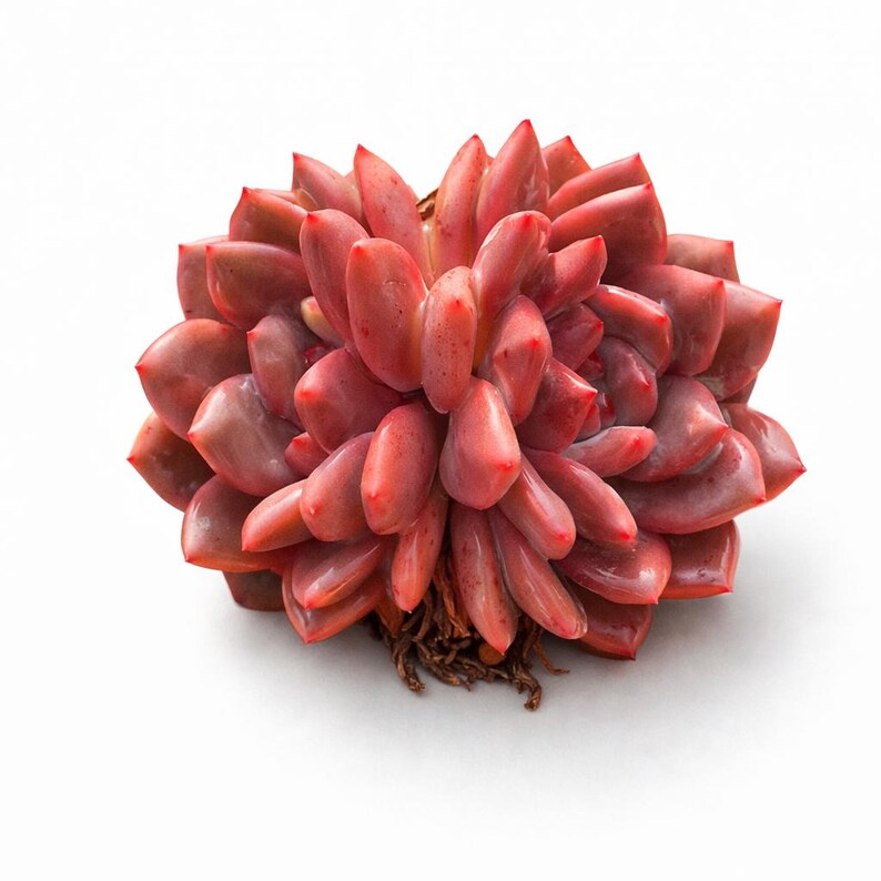 Rare Variety Succulent - Echeveria 'Ariel' - Low Maintenance Excellent for Beginners