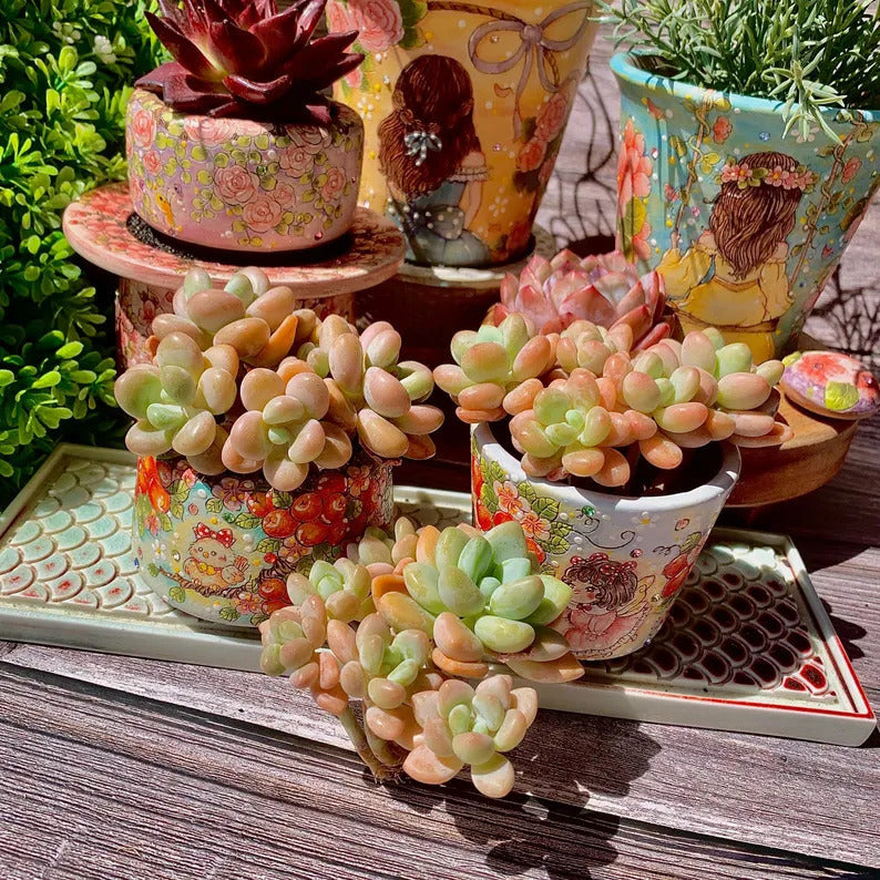 Graptosedum 'Miul' Multi-stemmed Cluster Approx. 3"–3.5" Across