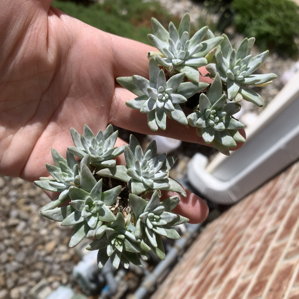 Dudleya gnoma S.W.McCabe - Single Diameter Approx. 2"-2.5"