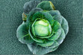 Heirloom Danish Ballhead Cabbage Seeds – Non-GMO, Green, Large Firm Heads, Brassica oleracea var. capitata, 1 Gram