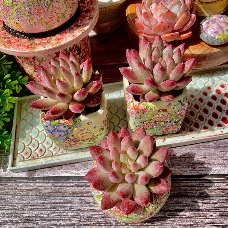 [Mother's Day Gifts] Intense-color Fleshy Rosette-forming Plant - Echeveria 'Cherry' Live Succulent - A Popular Imported Succulent With Fleshy Leaves