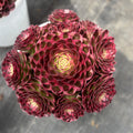 Aeonium 'Great Fortune' Variegata - Extra-Large 8"-10" Diameter - Striking Succulent Mature Shrublet Plant - Famous For Temperature-Driven Color Rosette
