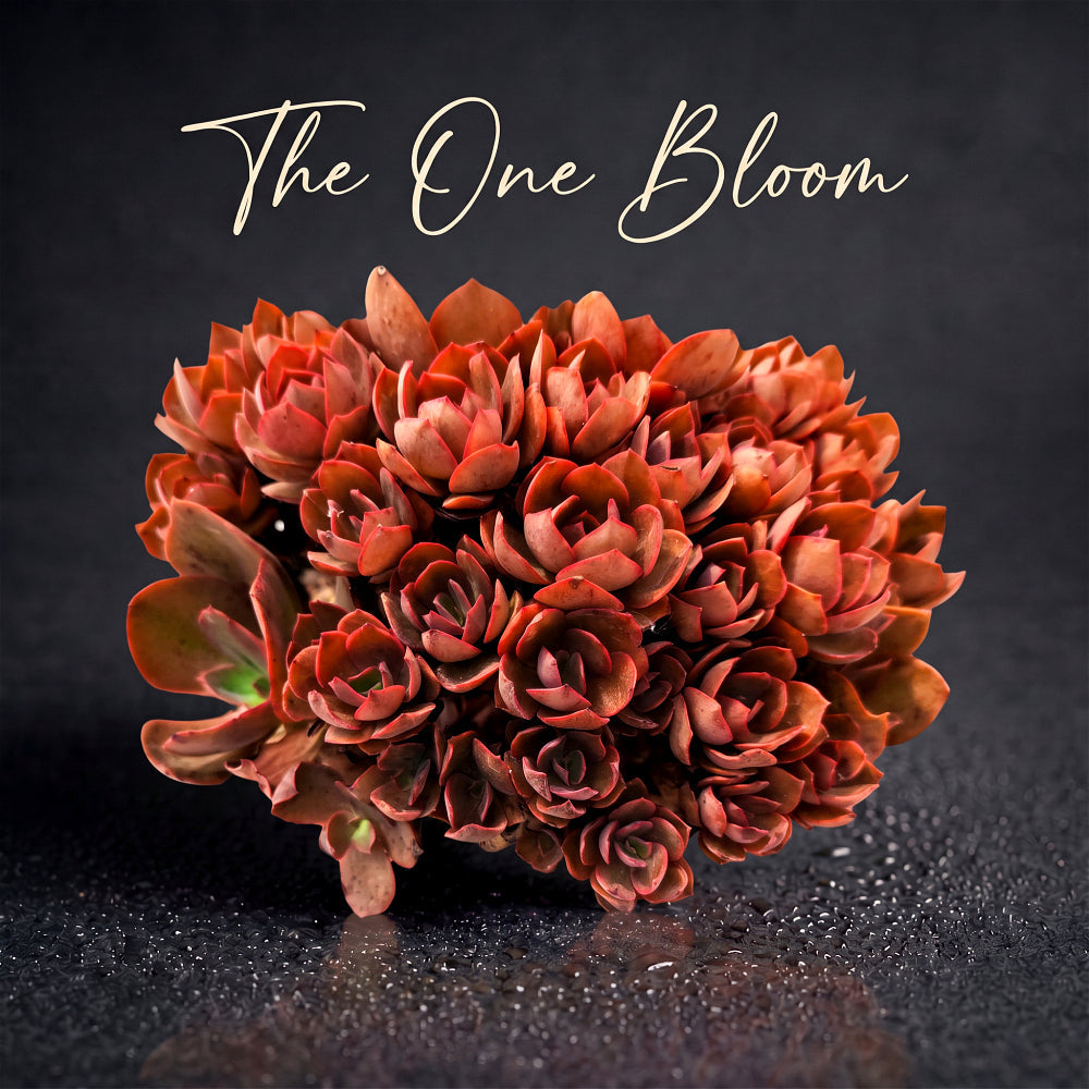 Echeveria 'Suyon' - Super 10"-11" in Diameter