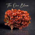 Echeveria 'Suyon' - Super 10"-11" in Diameter