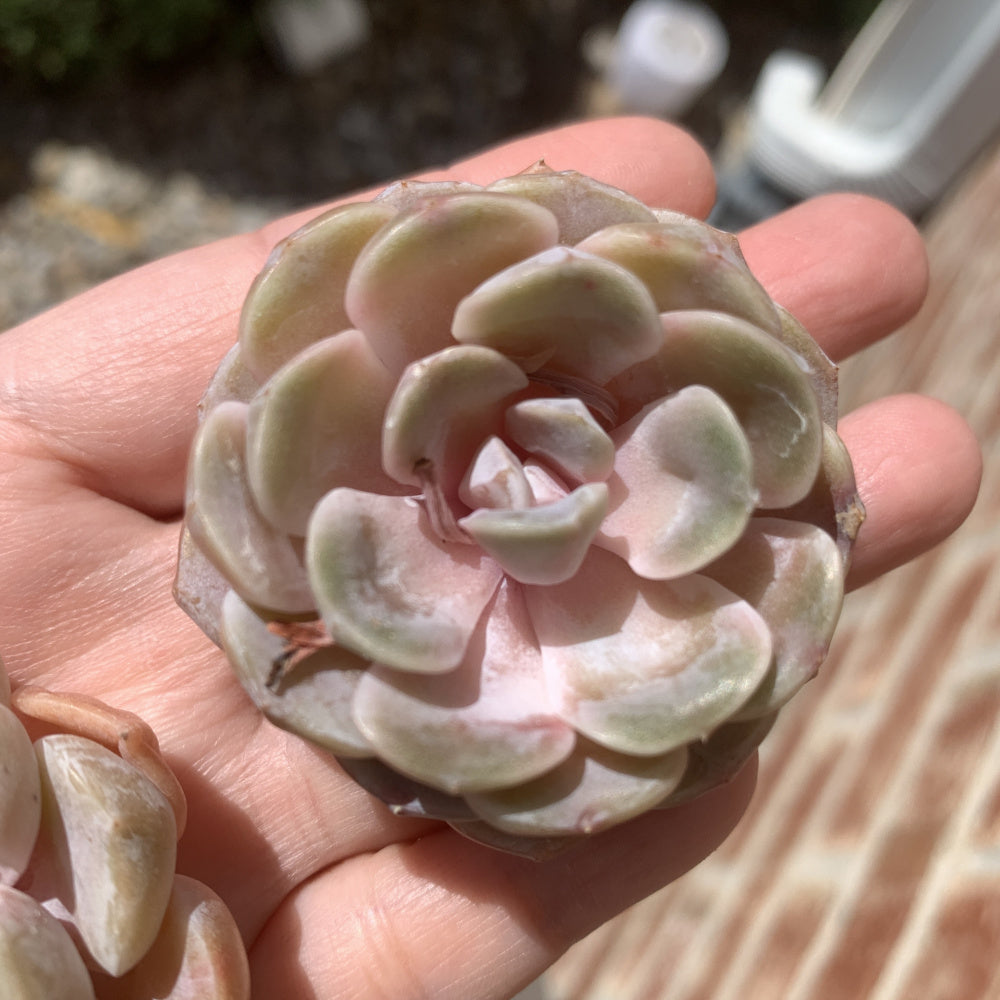 Echeveria 'Teddy Bear Burger' - Single Diameter Approx. 2"-2.5"
