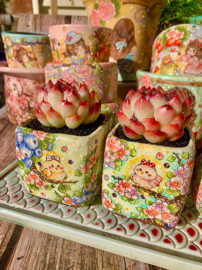 Echeveria 'Soul Fairy' Single-plant Living Succulent Approx. 2–2.5 inch in Diameter