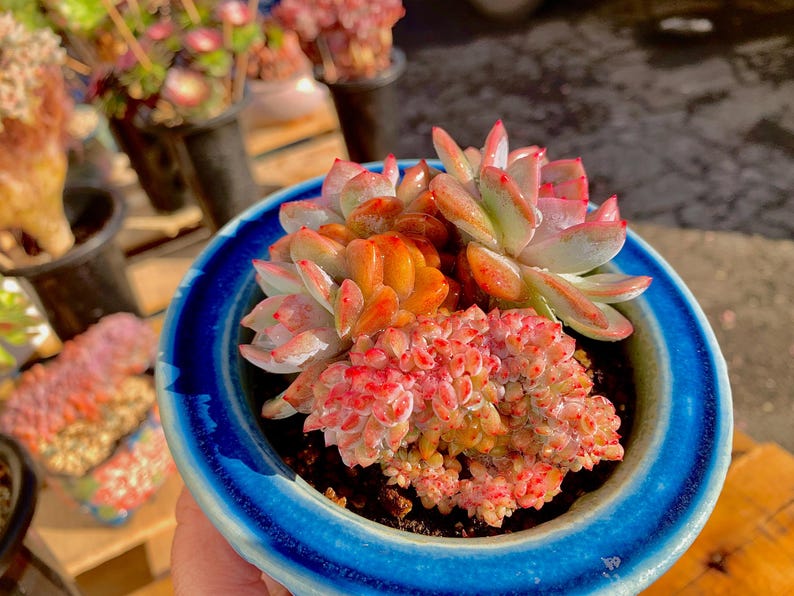 Boutique Echeveria ‘Orange Monroe’ Live Succulent | Rare Character Natural Form Succulent Plant | WYSIWYG | Bare Root Cluster Survive 2512-049