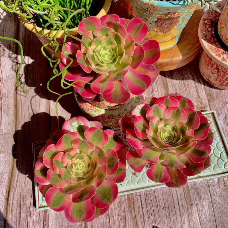 Aeonium 'Pink Witch' - Sought-after Colorful Addition to Collection
