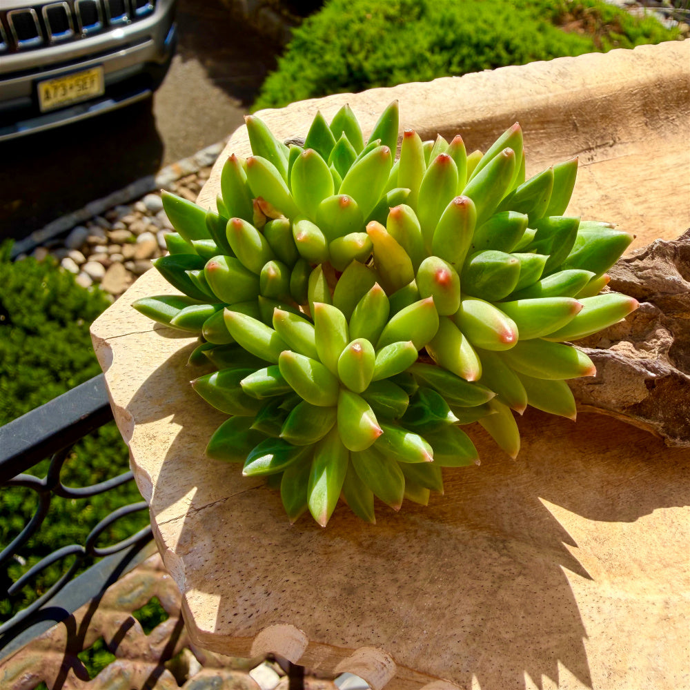 Echeveria 'Oracrium' Cluster 3"-3.5" Across - Sought-after Rare Succulent Live Plant