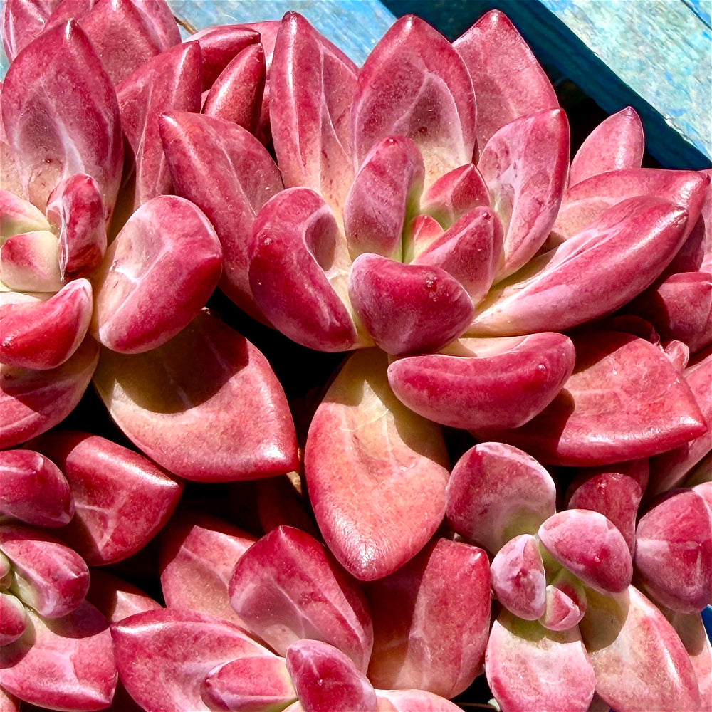 Echeveria 'Hephaestus' Multi-Head Cluster Mature Structure 5"-6" Across