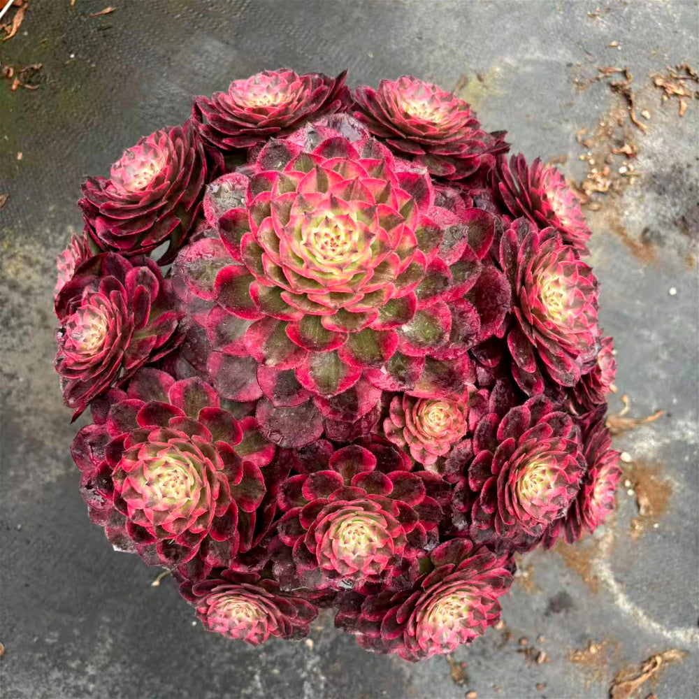 Aeonium 'Peacock Plume' Variegata - Extra-Large 12" A Lush Floral-bouquet Appearance Succulent - Striking Collectible Plant